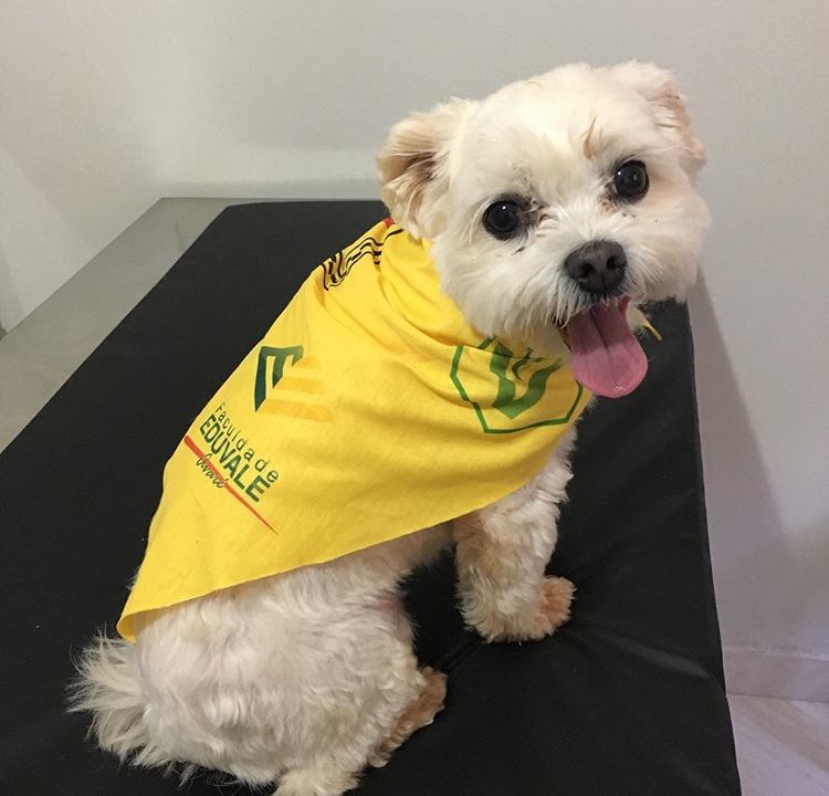 Faculdade Eduvale promoverá Doação de Sangue e Cãominhada em Avaré