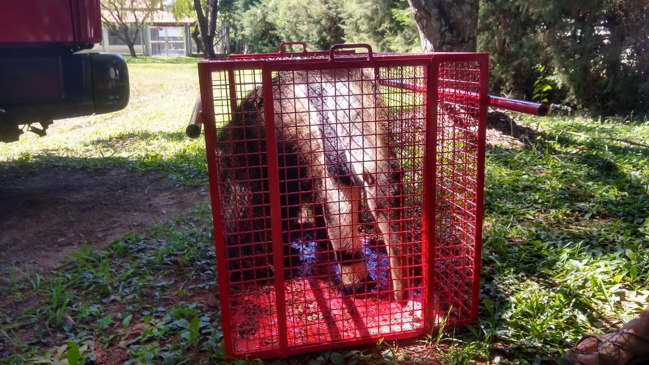 Dois tamanduás-bandeiras foram capturados no Costa Azul em Avaré