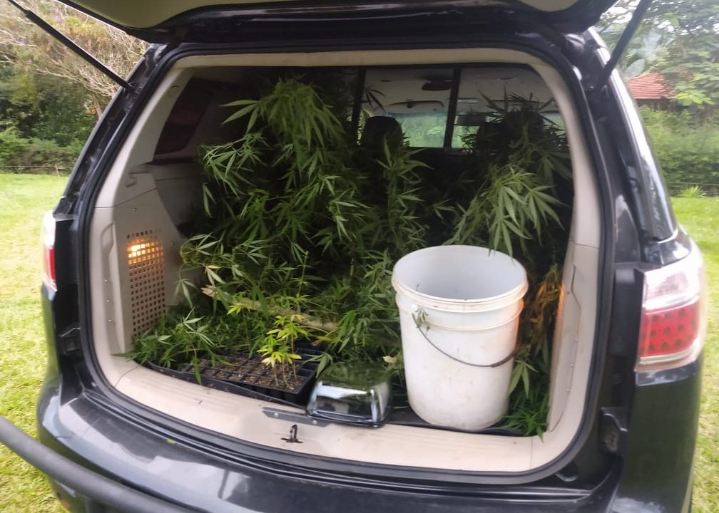 Polícia Civil de Avaré prende homem que cultivava maconha na Ponte Alta