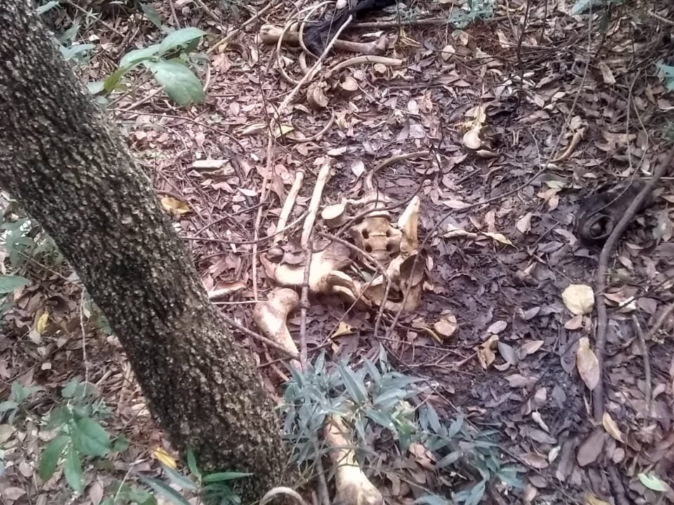 Ossada humana encontrada em Avaré pode ser de rapaz que desapareceu em outubro de 2019