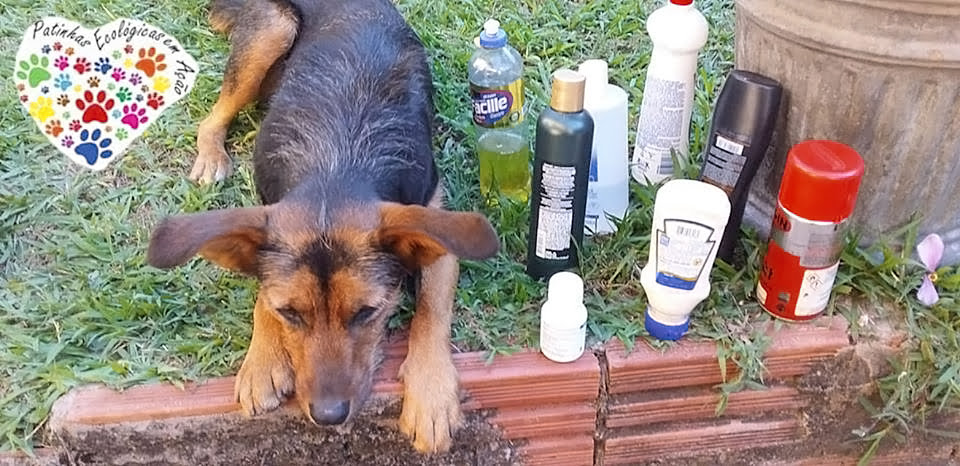 Grupo Patinhas Ecológicas arrecada tampinhas plásticas para ajudar animais em Avaré