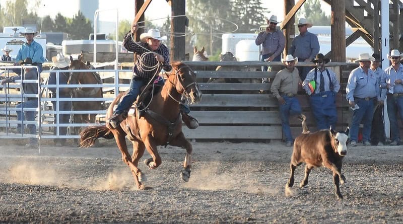 Tribunal de Justiça de SP mantém proibição de provas de laçada de bezerro em Avaré