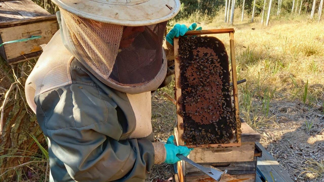 Apiário Singh realiza há 8 anos o trabalho de remoção ecológica de abelhas