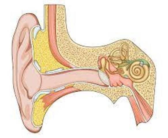 Equipe da Educação Especial participa de capacitação sobre fisiologia do ouvido
