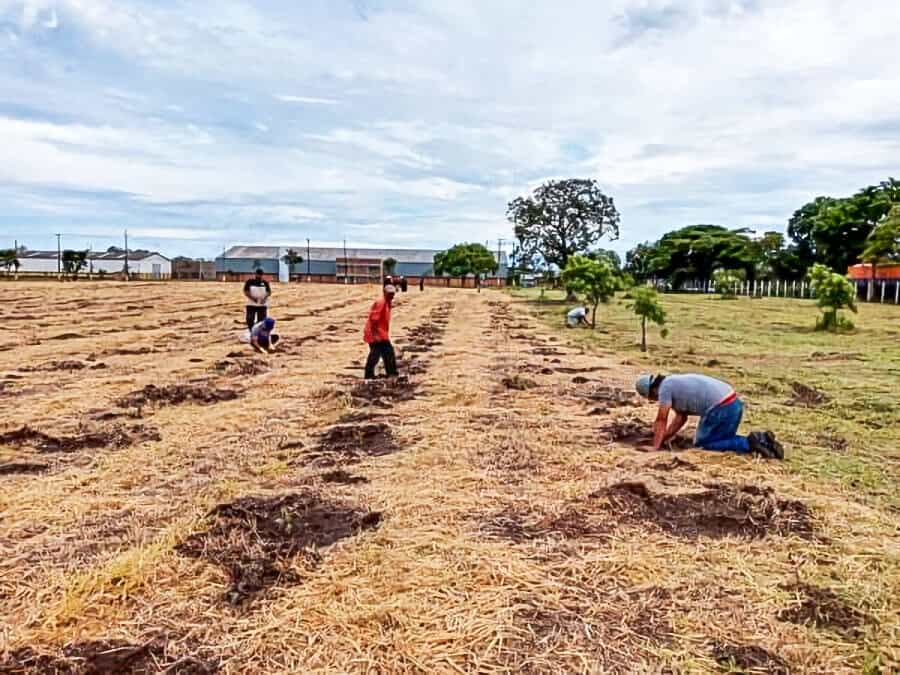 Unidade da CEAGESP em Avaré recebe 5 mil mudas de eucalipto