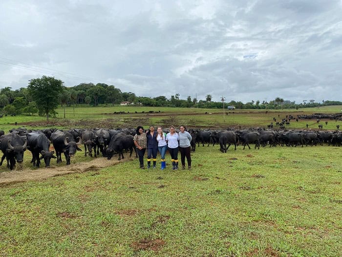 Zootecnia e Veterinária Eduvale apoiam o caso das búfalas de Brotas