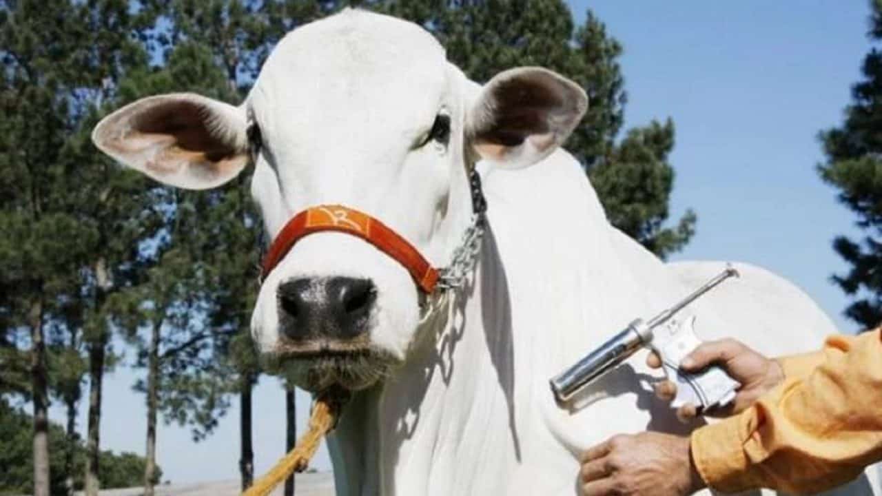 1ª etapa de vacinação contra aftosa tem 99,84% de índice de cobertura em Avaré