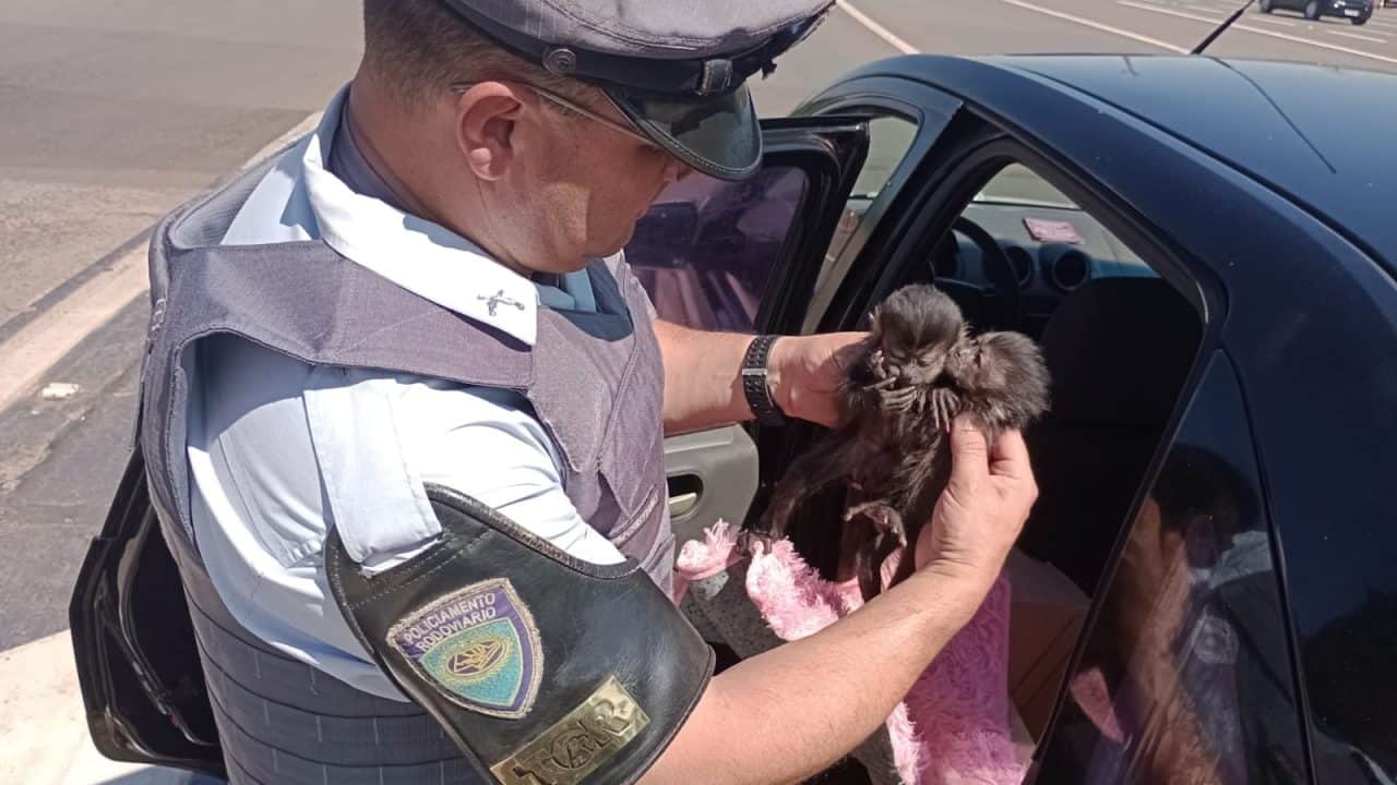 Polícia Rodoviária prende homens por tráfico de animais silvestres