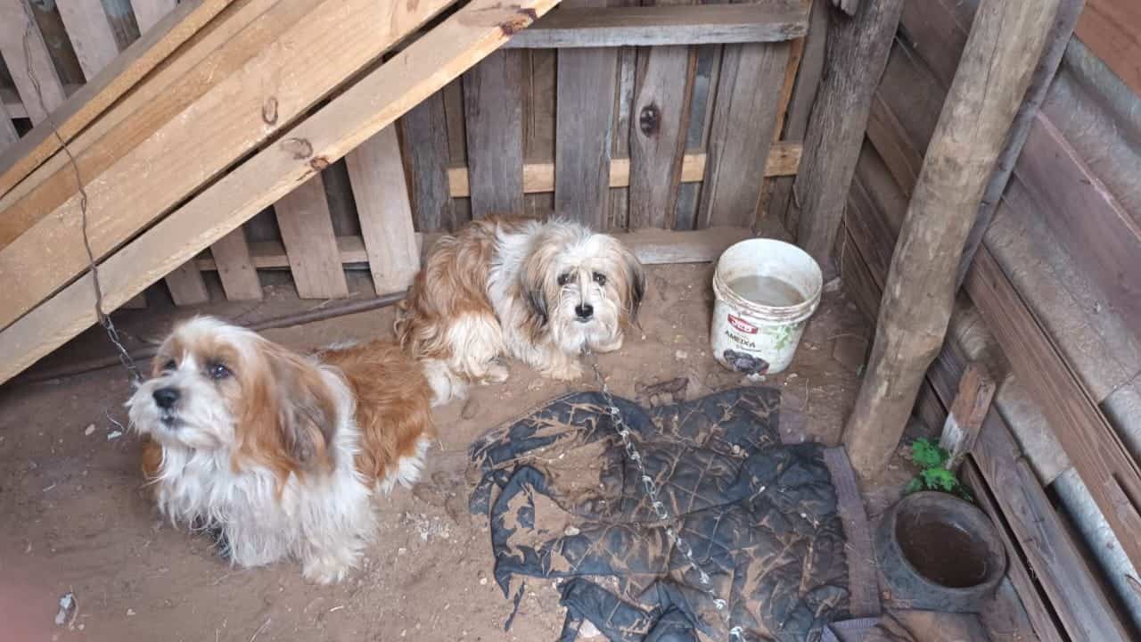 Polícia Civil de Avaré resgata cães que estavam presos e acorrentados em terreno