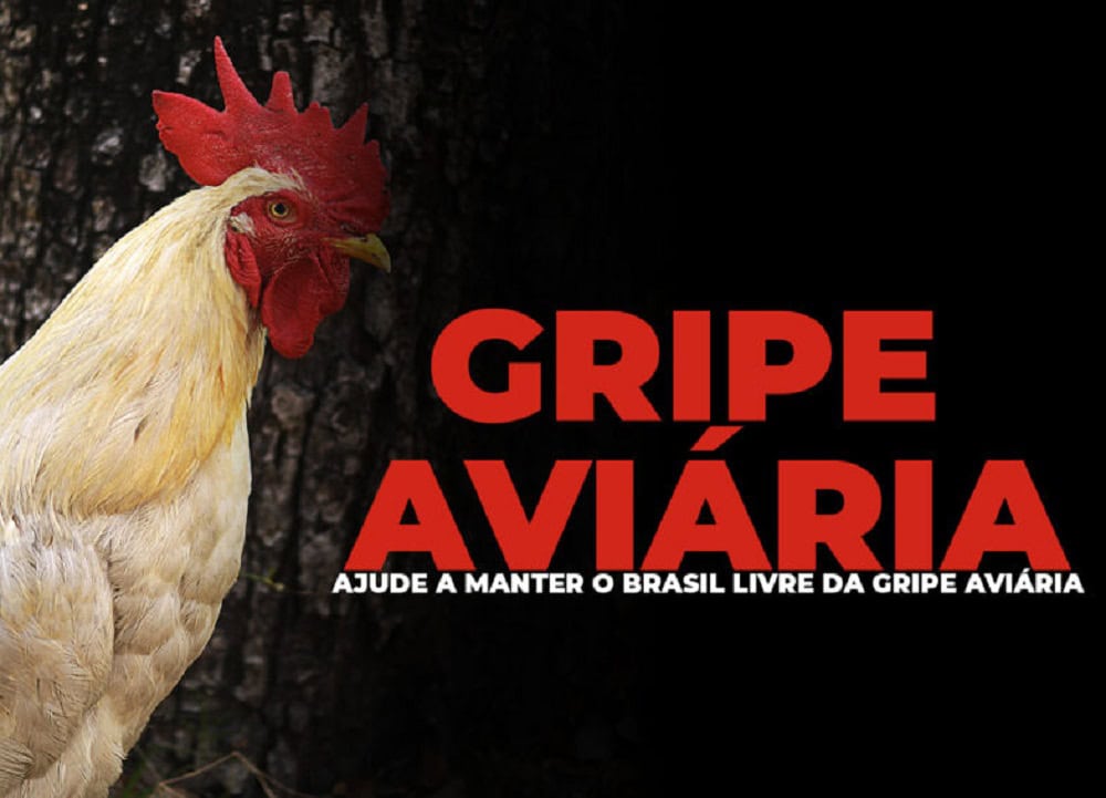 Governo de SP declara emergência zoossanitária por causa da gripe aviária