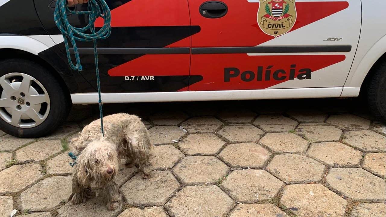 Polícia Civil resgata cão em condições de maus-tratos e prende tutor em Avaré