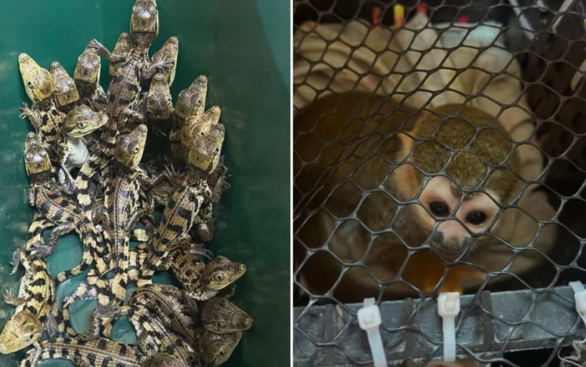Polícia Militar Rodoviária resgata macacos e filhotes de jacaré na Castello Branco em Avaré