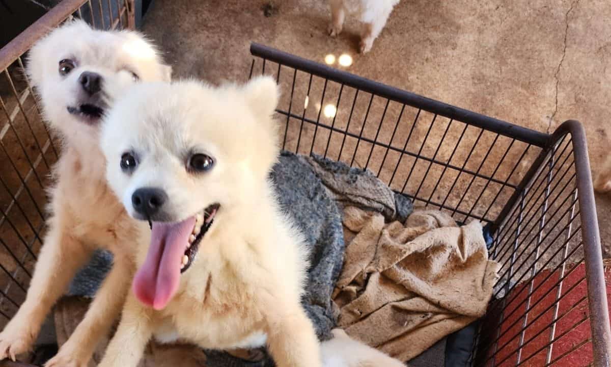 Polícia Civil de Avaré resgata dezenas de animais vítimas de maus-tratos e prende mulher em flagrante