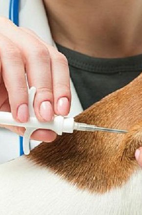 Avaré se torna referência estadual ao imunizar 6.632 pets contra a raiva