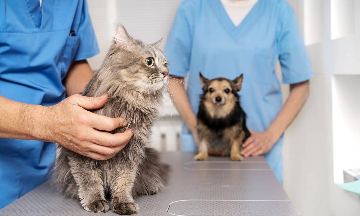 Clínica Veterinária Municipal vacina cães e gatos contra raiva na terça-feira, 13