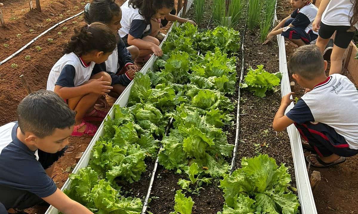 Horta escolar coloca alunos como protagonistas em projeto de educação ambiental