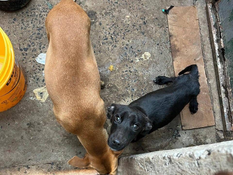 Cães em situação de maus-tratos são resgatados pela Polícia Civil em Avaré