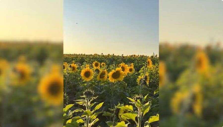 Plantação de girassóis atrai visitantes em Santa Cruz do Rio Pardo