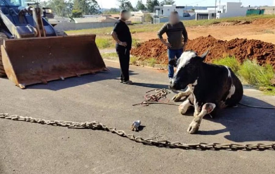 Vaca e bezerro são resgatados após caírem em bueiro; filhote não resistiu