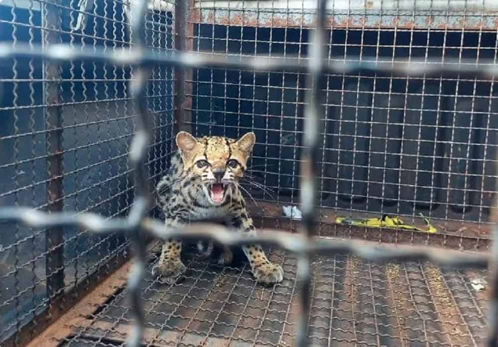Jaguatirica é resgatada após ser encontrada em oficina mecânica de Taquarituba