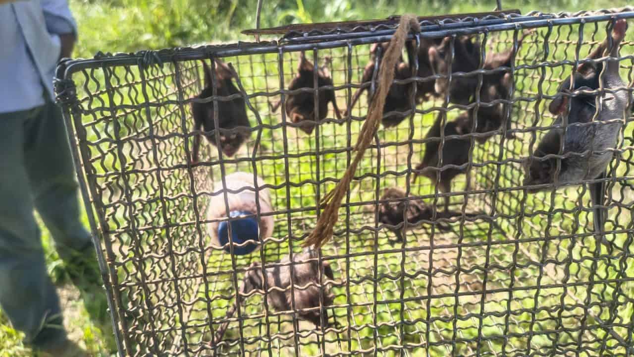 Defesa Agropecuária segue com trabalho de monitoramento de morcegos “vampiros”