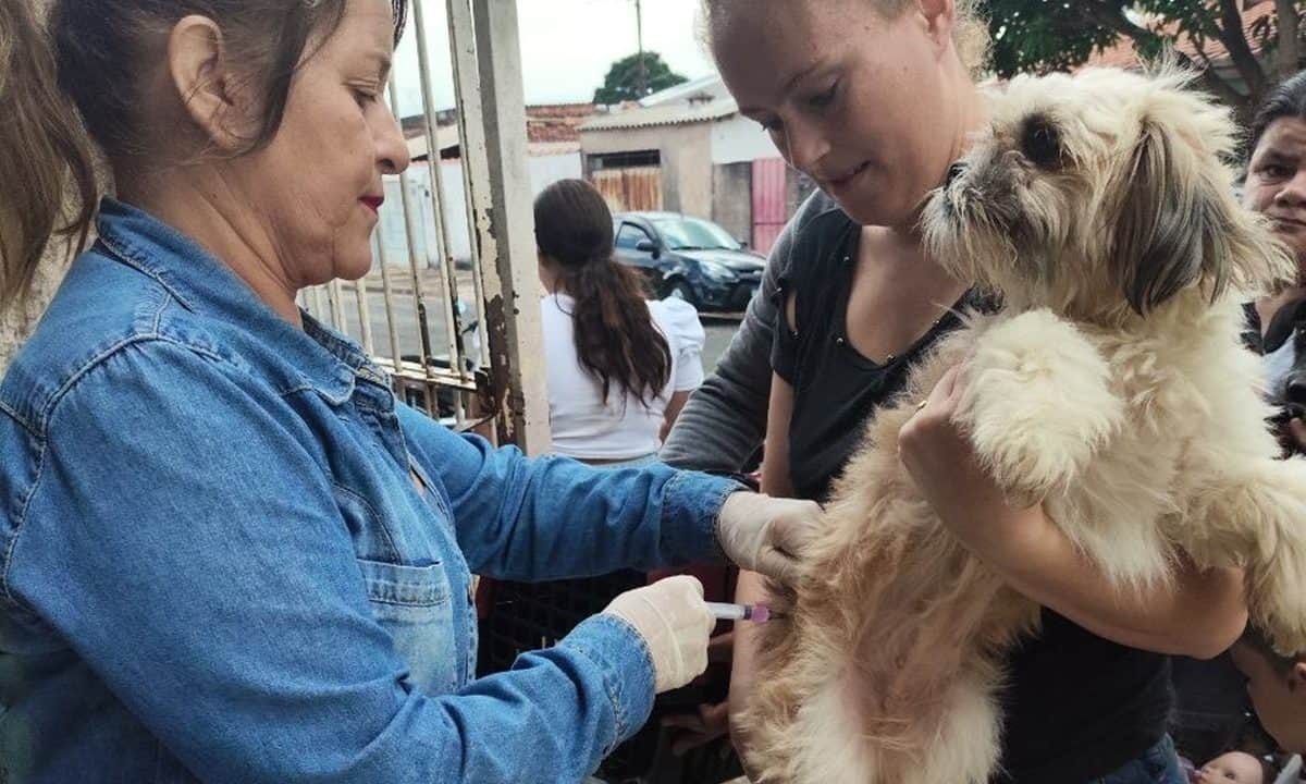 Avaré tem nova rodada de vacinação contra raiva nos dias 8, 9 e 10
