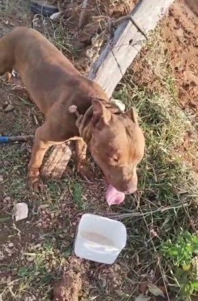 Dois ataques envolvendo pitbulls em sequência geram medo, revolta e debate sobre guarda responsável em Avaré