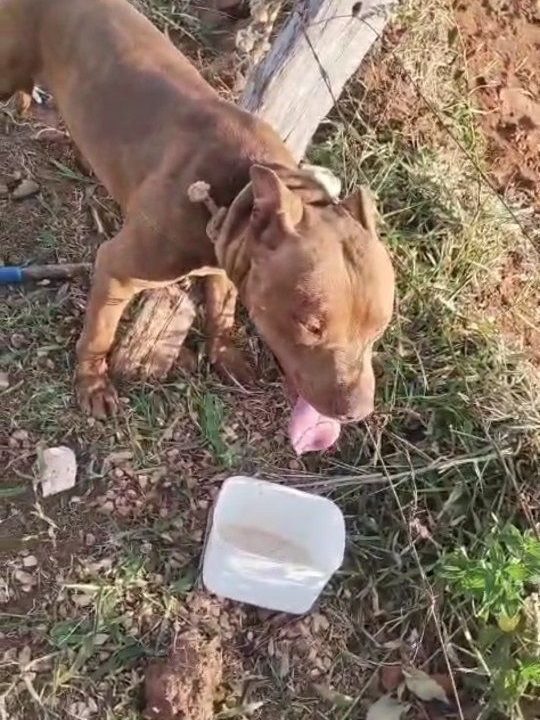 Dois ataques envolvendo pitbulls em sequência geram medo, revolta e debate sobre guarda responsável em Avaré