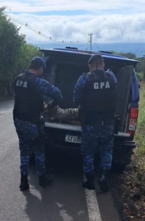 Jaguatirica é encontrada morta após atropelamento em Botucatu