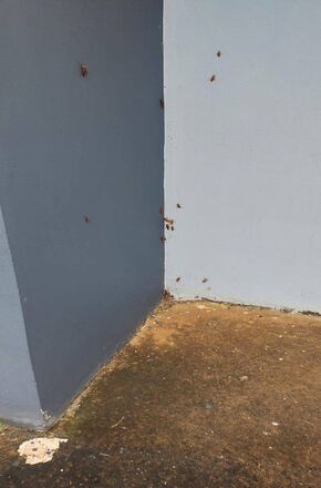 Educação Infantil de Iaras tem atividades suspensas após denúncias envolvendo transporte escolar e condições da creche