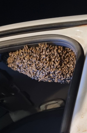 Carro é invadido por enxame de abelhas africanizadas e mobiliza operação de resgate em Botucatu