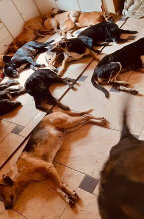 Voluntários promovem campanha para arrecadar materiais e ampliar abrigos da ong Amor de Quatro Patas