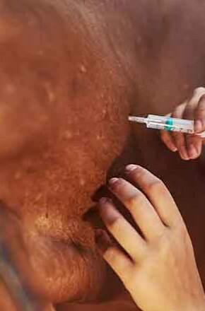 Curso gratuito ensina aplicação de medicamentos e vacinas em cavalos em Avaré