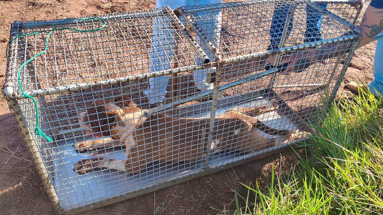 Ataque de pitbull deixa um cão morto e outro gravemente ferido em Cerqueira César
