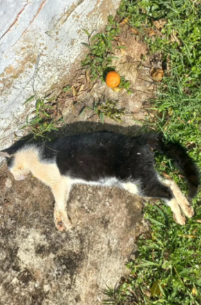 Casos de envenenamento de gatos continuam preocupando moradores do Balneário Costa Azul