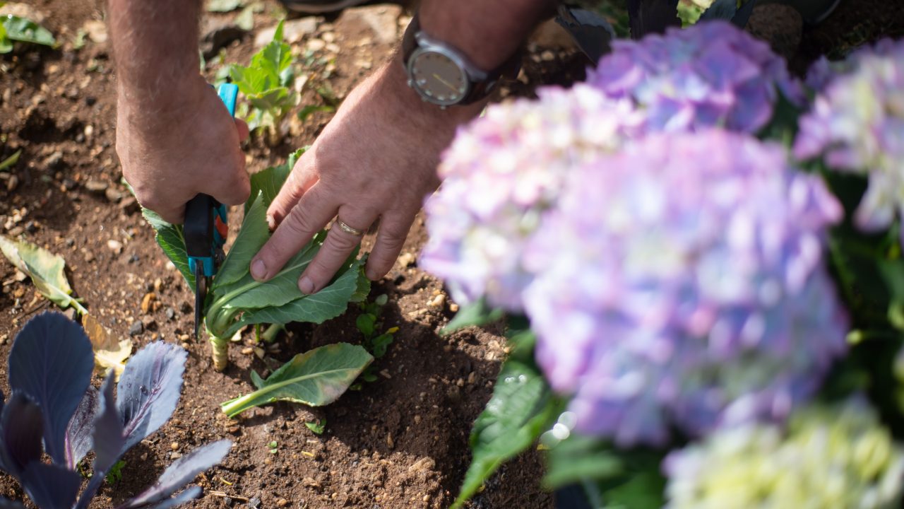 Curso gratuito de jardinagem está com inscrições abertas em Avaré